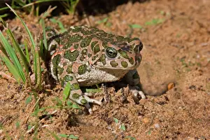 Vajta: European Green Toad