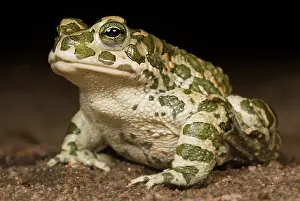 Lurch: European Green Toad