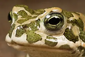 Lurch: European Green Toad