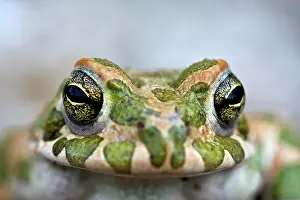 Kriti: European Green Toad