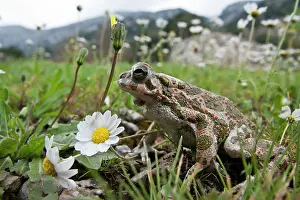 Kriti: European Green Toad