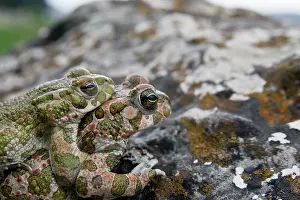 Kriti: European Green Toad