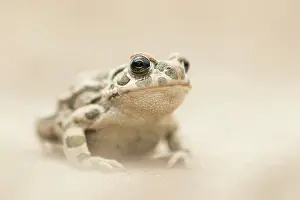 Olympus: European Green Toad