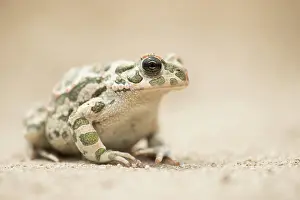 Olympus: European Green Toad