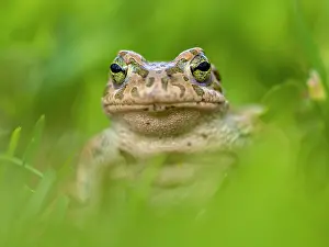 Viridis: European Green Toad