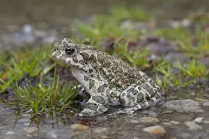 181218: European Green Toad - adult toad - Austria