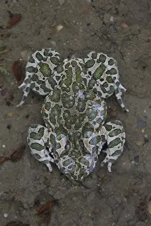 181218: European Green Toad - adult toad - Austria