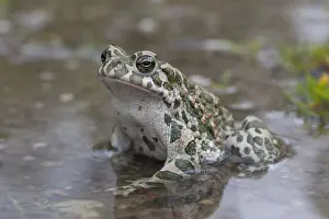 Bufo: European Green Toad - adult toad - Austria