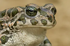 Bufo: European Green Toad (Bufo viridis) portrait, Hu
