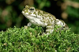 Amphbians: European Green / Variable TOAD