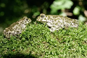 Amphbians: European Green / Variable TOAD - pair, male and female