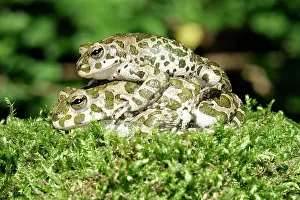 Amphbians: European Green / Variable TOAD - pair mating. Male on top