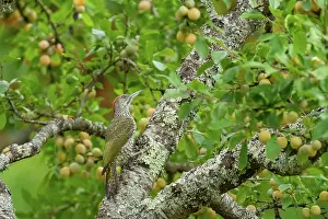 Jeune: EUROPEAN GREEN WOODPECKER