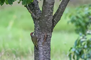 Jeune: EUROPEAN GREEN WOODPECKER
