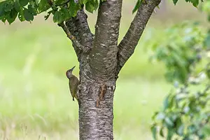 Jeune: EUROPEAN GREEN WOODPECKER