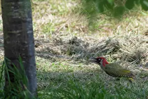 Manger: EUROPEAN GREEN WOODPECKER