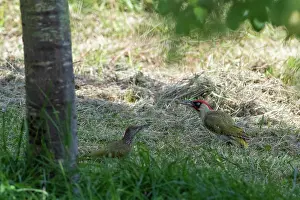 Jeune: EUROPEAN GREEN WOODPECKER