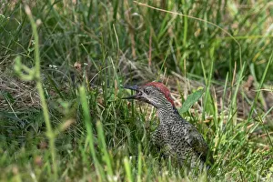 Jeune: EUROPEAN GREEN WOODPECKER
