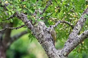 Manger: EUROPEAN GREEN WOODPECKER