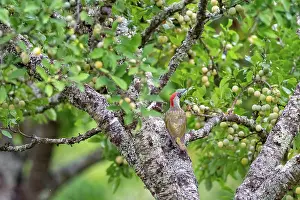 Manger: EUROPEAN GREEN WOODPECKER