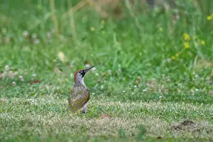 Manger: EUROPEAN GREEN WOODPECKER