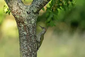 Jeune: EUROPEAN GREEN WOODPECKER