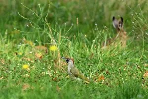 Manger: EUROPEAN GREEN WOODPECKER