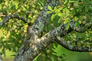 Jeune: EUROPEAN GREEN WOODPECKER