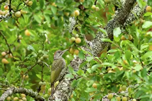 Jeune: EUROPEAN GREEN WOODPECKER
