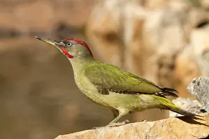 Picus: European Green Woodpecker - adult male