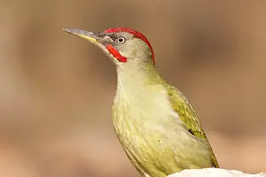 Picus: European Green Woodpecker - adult male