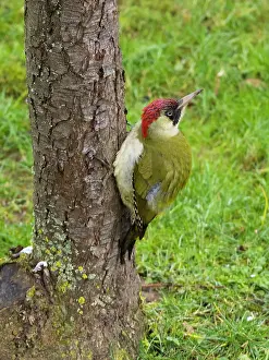 150321: European Green Woodpecker - adult male on tree