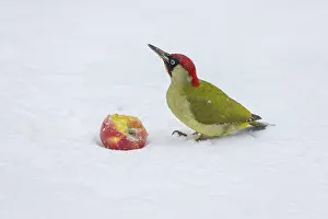Viridis: European green woodpecker (Picus viridis) feeding