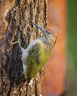 Carcass: European green woodpecker (Picus viridis), Ground