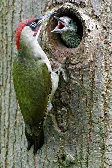 Viridis: European green woodpecker (Picus viridis) male feeding