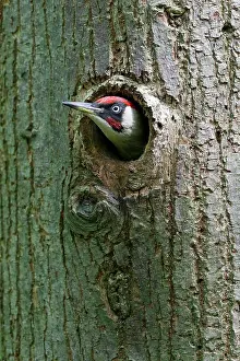 Viridis: European green woodpecker (Picus viridis) male looking