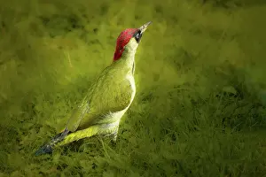 Viridis: European green woodpecker (Picus viridis), sitting