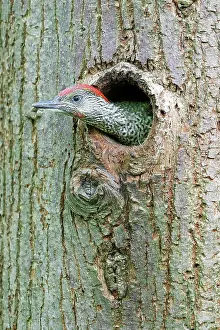 Viridis: European green woodpecker (Picus viridis) young