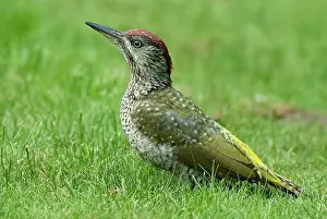 Viridis: European green woodpecker (Picus viridis) Young