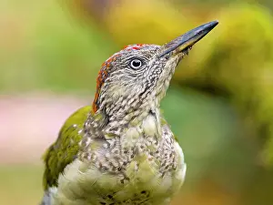 Viridis: European green woodpecker (Picus viridis) young