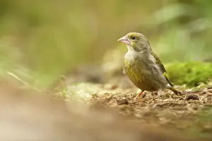 Chloris: European Greenfinch