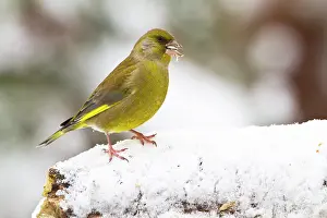 Chloris: European Greenfinch