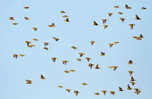 Chloris: European Greenfinch