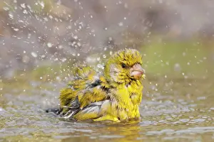 Chloris: European Greenfinch