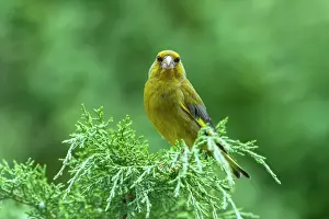 Chloris: European Greenfinch