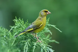 Chloris: European Greenfinch