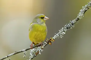 Chloris: European Greenfinch