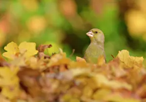 Chloris: European Greenfinch