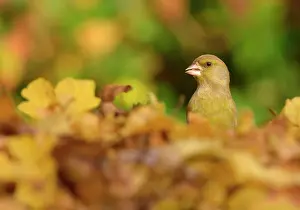 Chloris: European Greenfinch