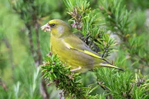 Chloris: European Greenfinch